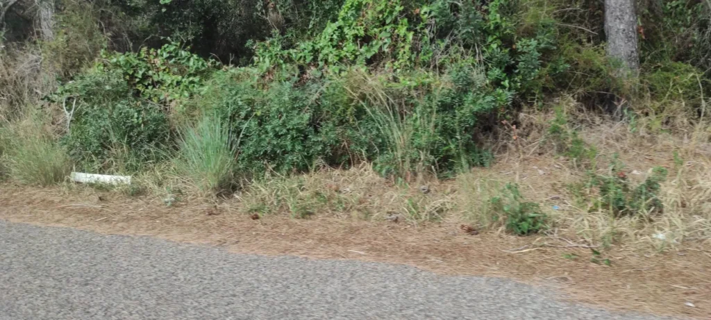 falta limpieza El Saler