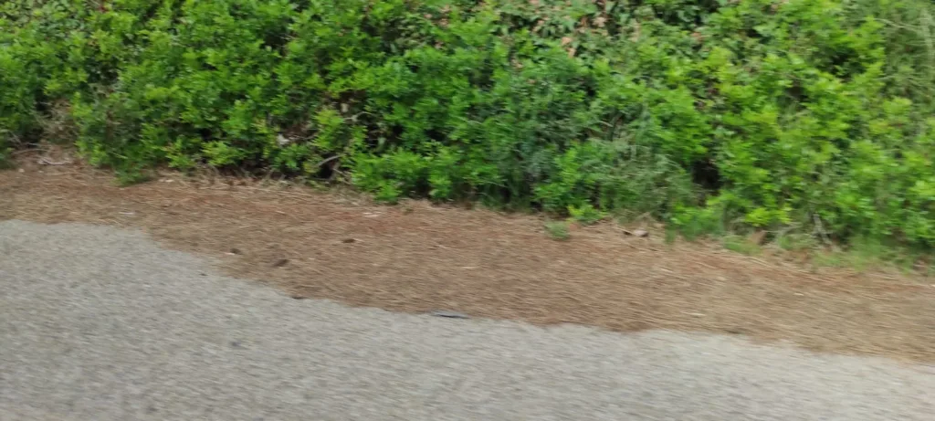 falta limpieza carretera del Saler