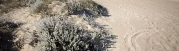 recorta el servicio de playas de Malvarrosa y Pobles del Sur 15 días