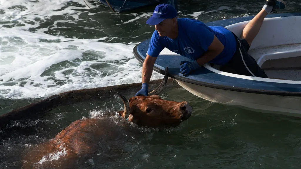 El toro ahogado en Denia es un símbolo de la crueldad taurina