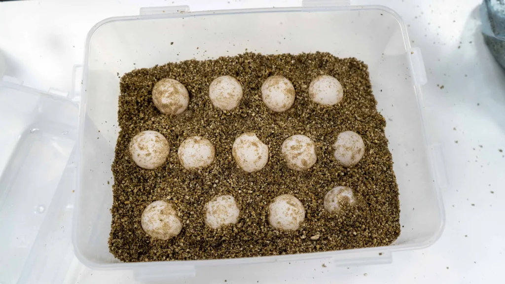 Una tortuga marina vuelve a elegir Dénia para desovar 85 huevos
