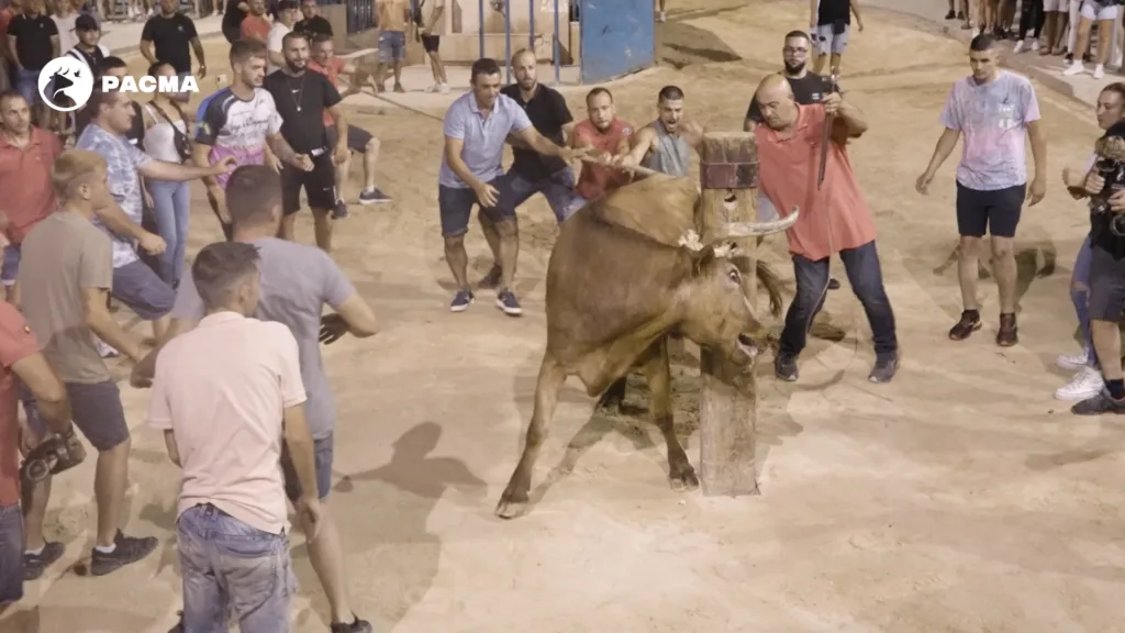PACMA denuncia que "Alcohol y menores protagonizan los toros embolados de Godelleta"