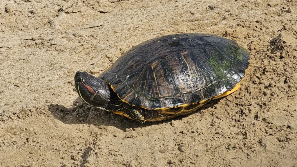La Policía Local decomisa una tortuga exótica invasora en la playa de la Malvarrosa