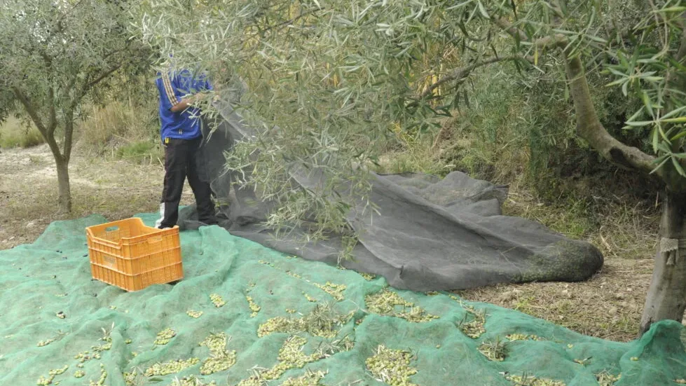 Caída de la producción de aceite de oliva en España y 600.000 olivos más en Marruecos con dinero del gobierno español
