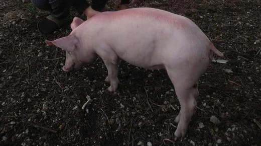 PACMA logra cancelar la subasta de un cerdo vivo en la Feria de la Matanza del Cerdo en Zarra