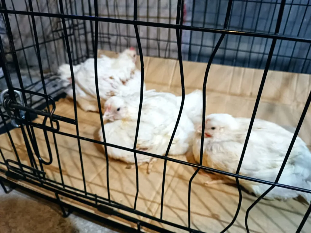 10 pollos se salvan a las puertas de un matadero de Algemesí durante una vigilia animalista