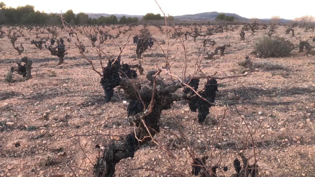 Las ayudas por la sequía del Gobierno pasan de largo del territorio valenciano