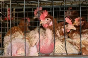 Impactante acto contra la explotación animal en Valencia