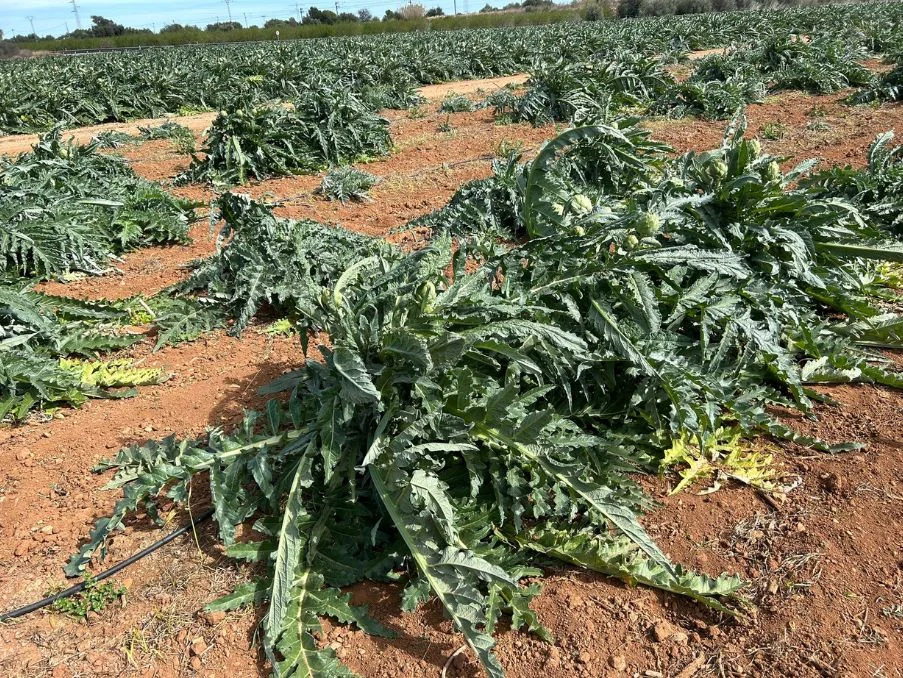 El viento provoca en Castellón daños de hasta el 25% de la cosecha por rameado y caída de frutos