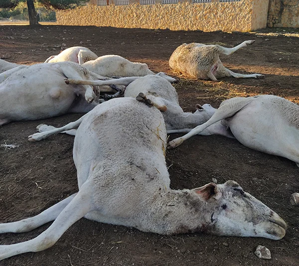 AVA-ASAJA insiste en que “sea lobo o perro, tras el ataque hay diez ovejas muertas y más de 400 traumatizadas”