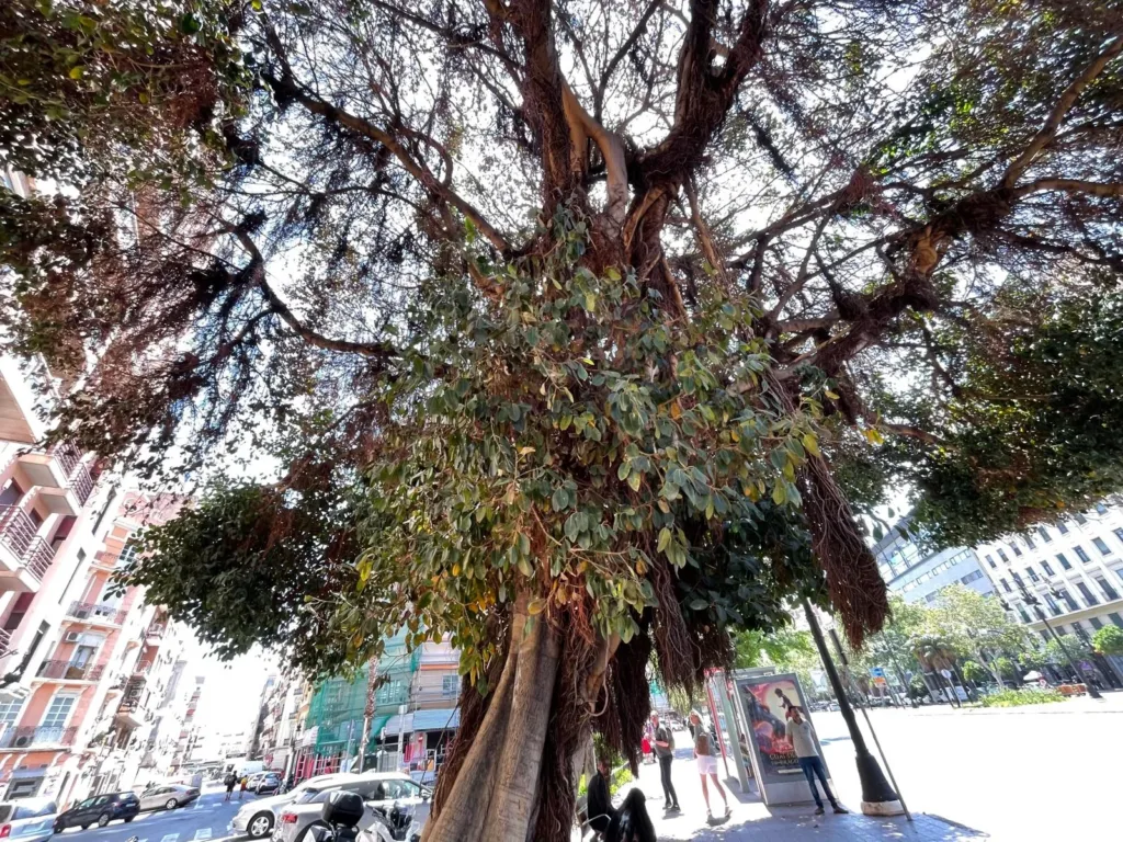 ¿Quién está envenenando el Ficus de la Plaza de España?