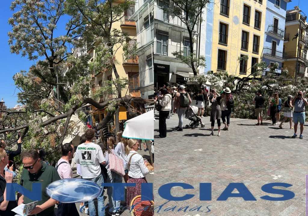 A la alcaldesa Mª José Catalá se le cae un árbol produciendo dos heridos en la Plaza del Mercado de Valencia