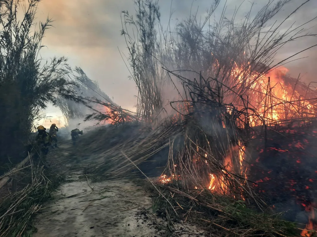 El Incendio declarado ayer por la tarde en Ribarroja continua activo por los densos cañares del Parque Fluvial