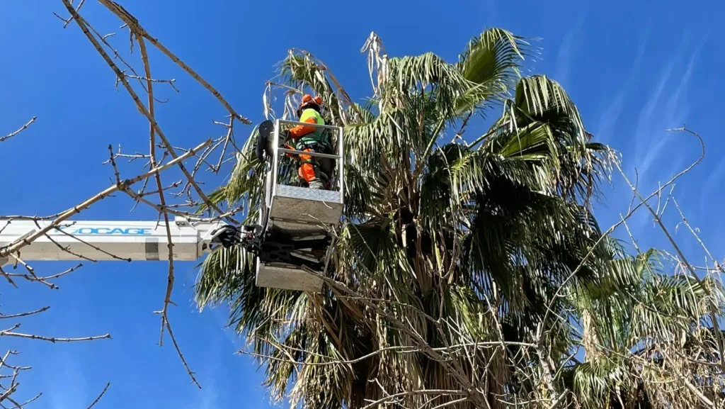 Parques y Jardines podará 2.000 palmeras y duplicará el número de anillos antiroedores este año