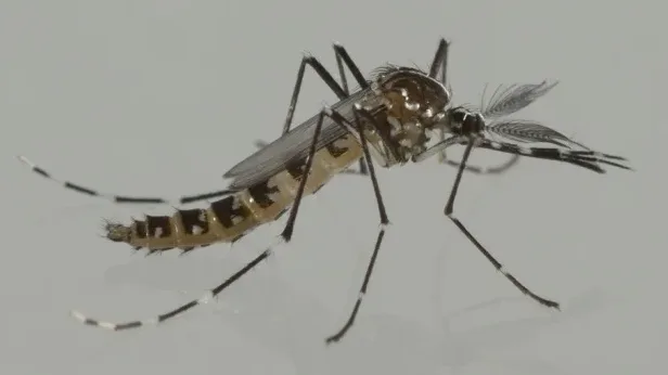 Agricultura inicia actuaciones para reducir la presencia del mosquito tigre en zonas verdes de Valencia, Castellón, Torrent, Paterna y Sagunt