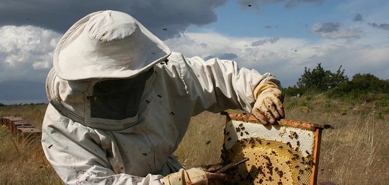 La ruina del campo continúa con los apicultores con un 15% de bajada de precios, sequía y competencia deslea