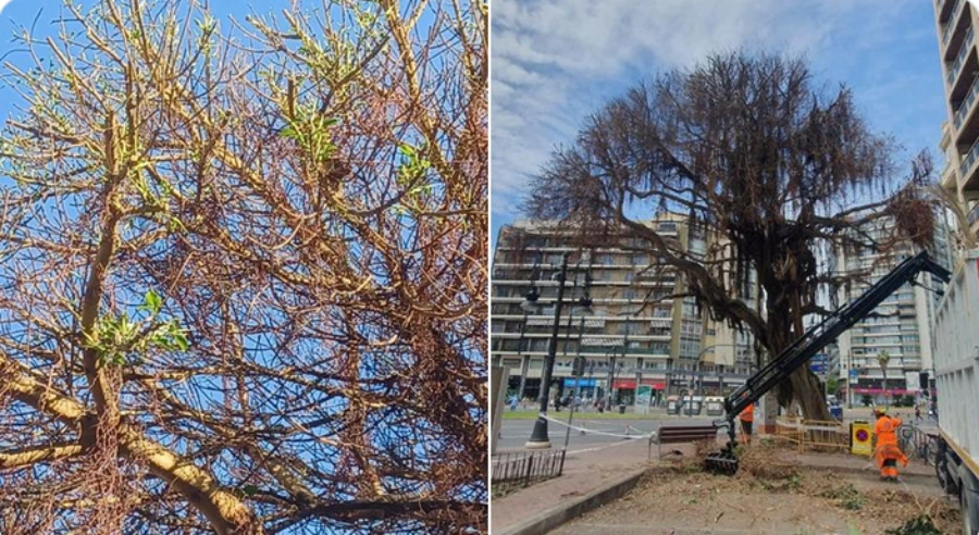 El Ficus envenenado de la Plaza de España muestra mejoría con los primeros brotes verdes