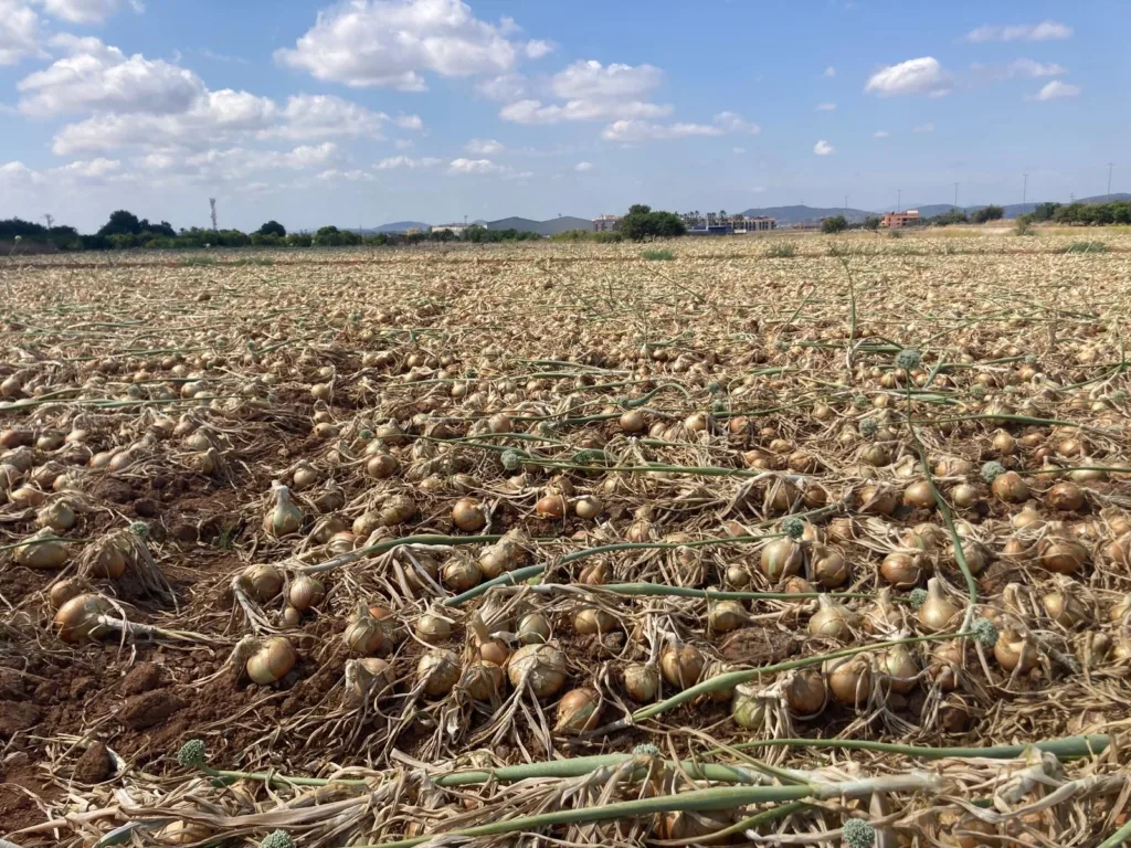 La Unió Llauradora cuantifica en 25 millones de pérdidas para los productores de cebolla valencianos