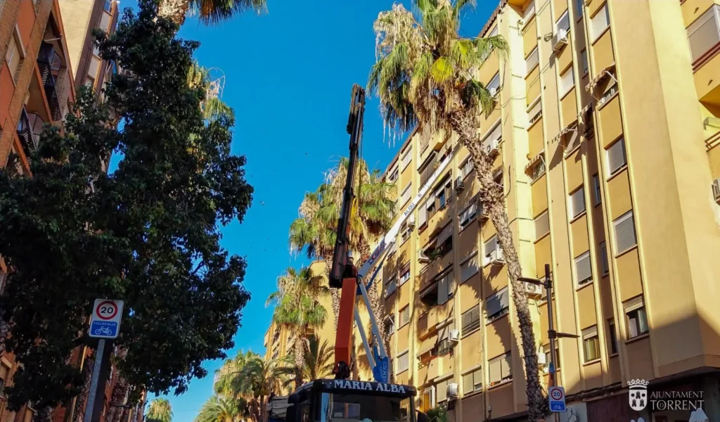Torrent continúa retirando las palmeras que serán sustituidas por un arbolado que genere menos problemas 2 WhatsApp Image 2024 07 02 at 14.24.53 11zon
