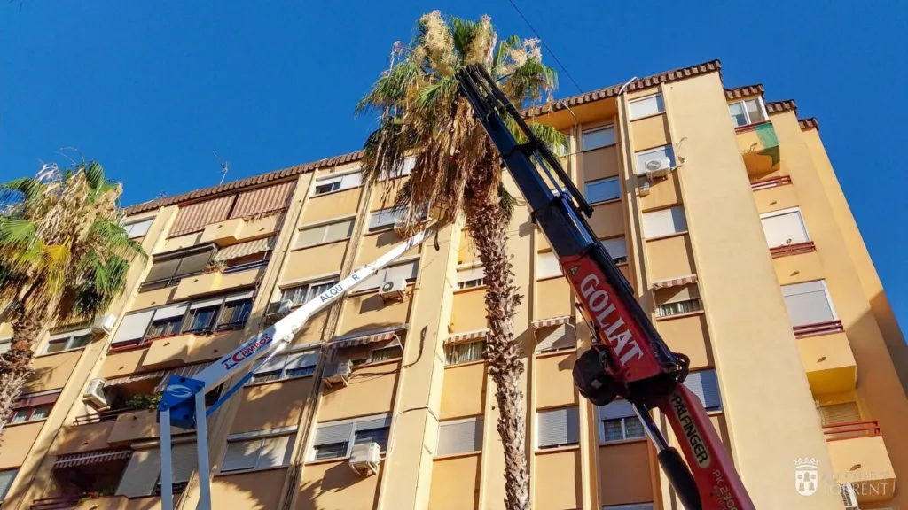 Torrent continúa retirando las palmeras que serán sustituidas por un arbolado que genere menos problemas 3 WhatsApp Image 2024 07 02 at 14.24.54 11zon