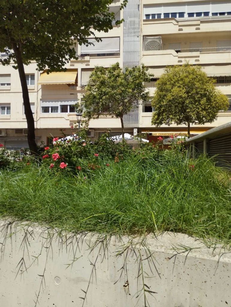 La jardinería del Barrio de San Antonio de la Zaidía fácilmente mejorable al que se une la falta de limpieza 15 WhatsApp Image 2024 07 04 at 10.06.04 11zon