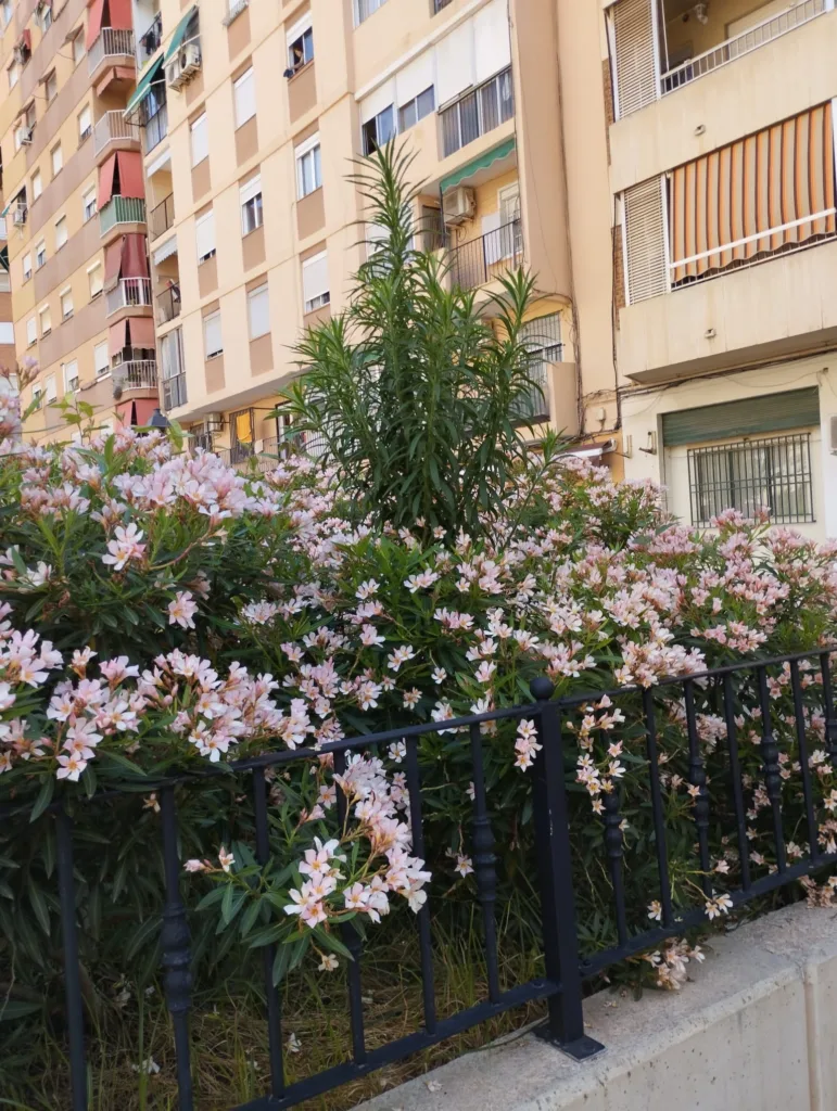 La jardinería del Barrio de San Antonio de la Zaidía fácilmente mejorable al que se une la falta de limpieza 16 WhatsApp Image 2024 07 04 at 10.06.05 11zon