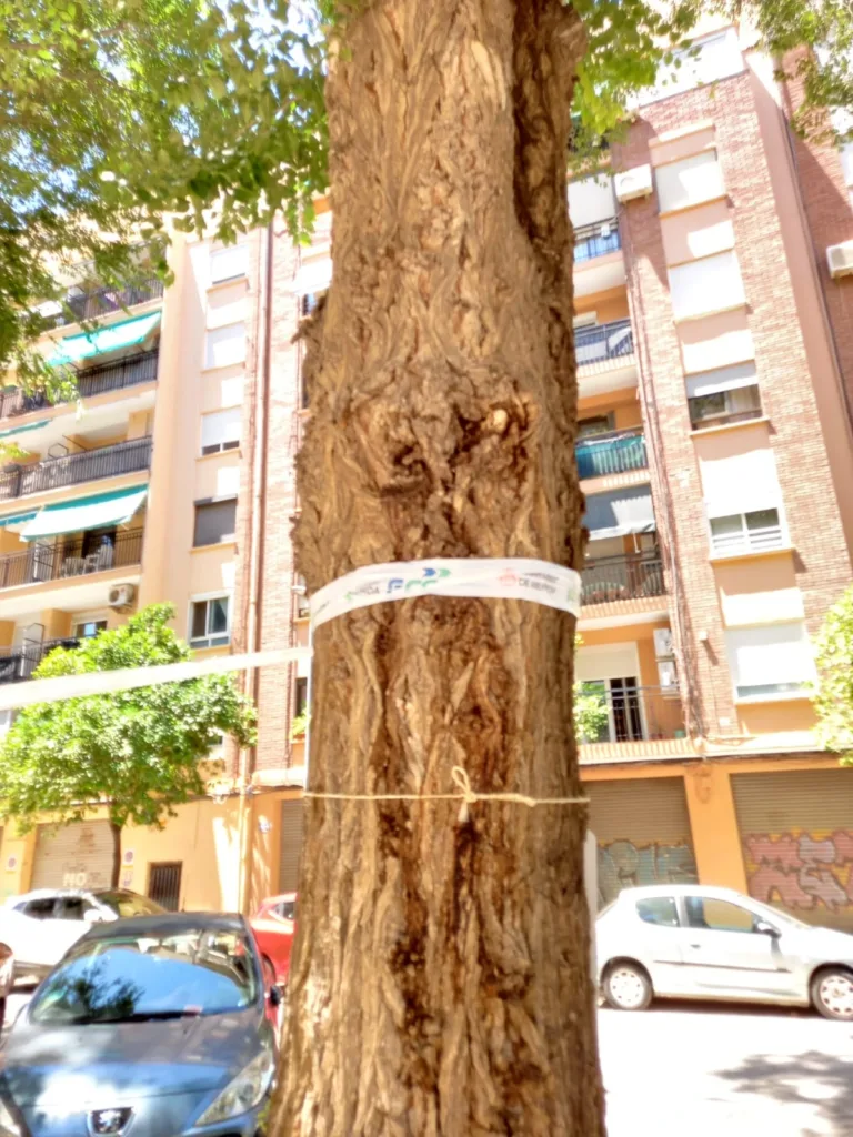 La jardinería del Barrio de San Antonio de la Zaidía fácilmente mejorable al que se une la falta de limpieza 14 WhatsApp Image 2024 07 05 at 20.46.52 11zon