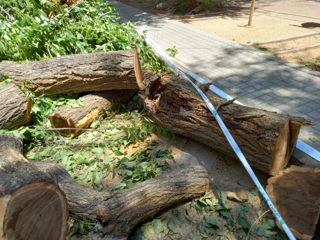 La jardinería del Barrio de San Antonio de la Zaidía fácilmente mejorable al que se une la falta de limpieza 13 WhatsApp Image 2024 07 05 at 20.46.531 11zon