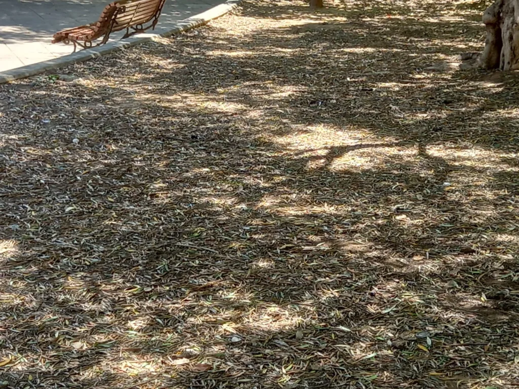 La jardinería del Barrio de San Antonio de la Zaidía fácilmente mejorable al que se une la falta de limpieza 10 WhatsApp Image 2024 07 05 at 20.46.533 11zon