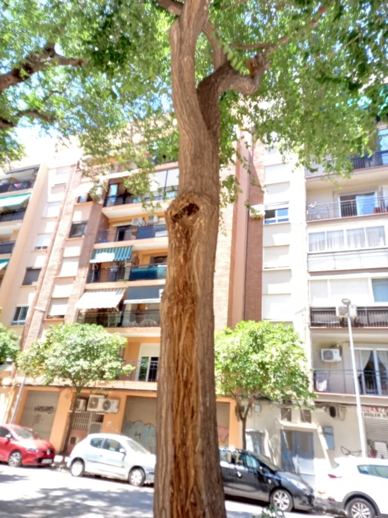 La jardinería del Barrio de San Antonio de la Zaidía fácilmente mejorable al que se une la falta de limpieza 12 WhatsApp Image 2024 07 05 at 20.46.53 11zon