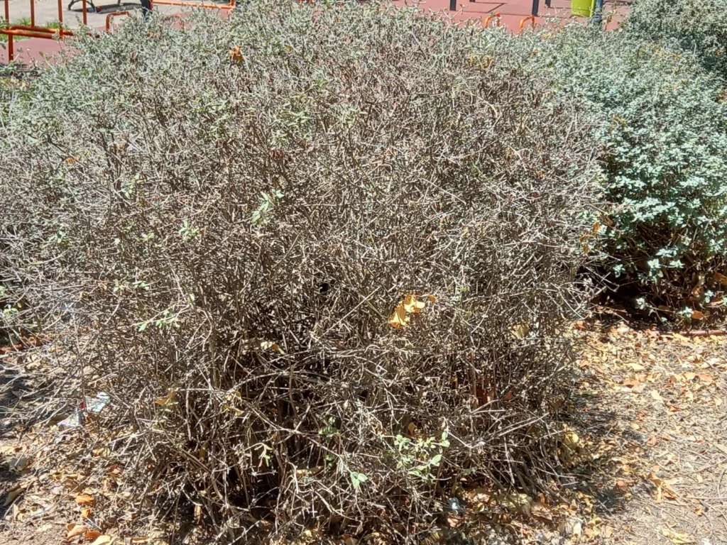 La jardinería del Barrio de San Antonio de la Zaidía fácilmente mejorable al que se une la falta de limpieza 8 WhatsApp Image 2024 07 05 at 20.46.542 11zon