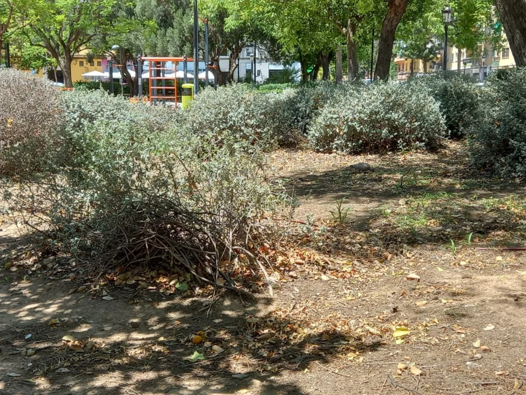 La jardinería del Barrio de San Antonio de la Zaidía fácilmente mejorable al que se une la falta de limpieza 7 WhatsApp Image 2024 07 05 at 20.46.58 11zon