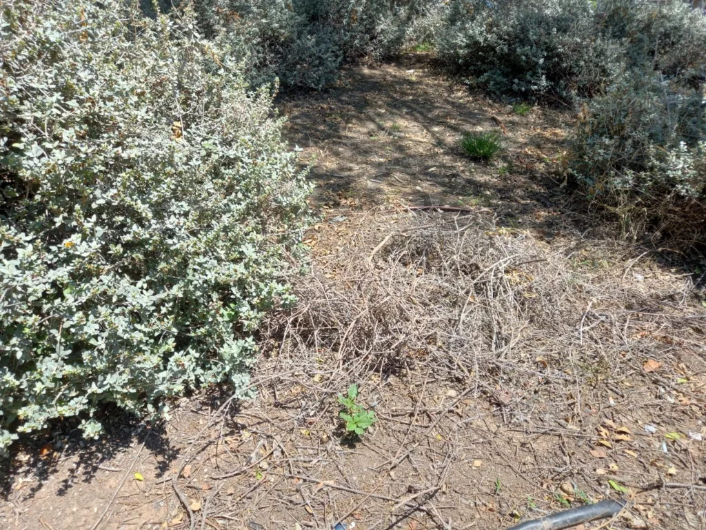 La jardinería del Barrio de San Antonio de la Zaidía fácilmente mejorable al que se une la falta de limpieza 6 WhatsApp Image 2024 07 05 at 20.46.59 11zon