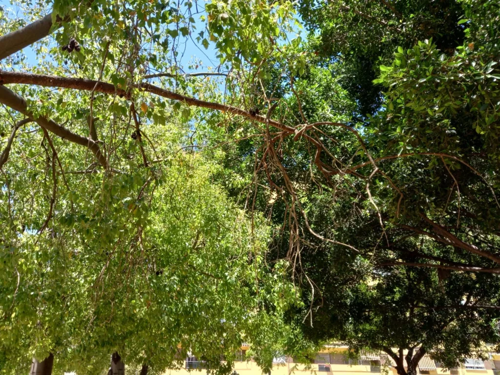 La jardinería del Barrio de San Antonio de la Zaidía fácilmente mejorable al que se une la falta de limpieza 4 WhatsApp Image 2024 07 05 at 20.47.011 11zon