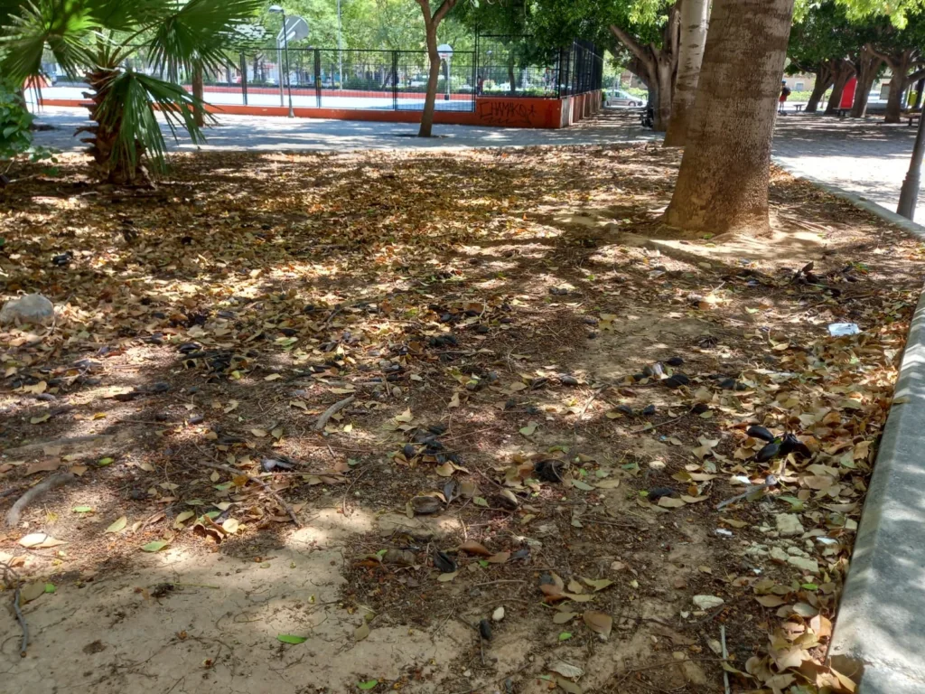 La jardinería del Barrio de San Antonio de la Zaidía fácilmente mejorable al que se une la falta de limpieza 2 WhatsApp Image 2024 07 05 at 20.47.013 11zon