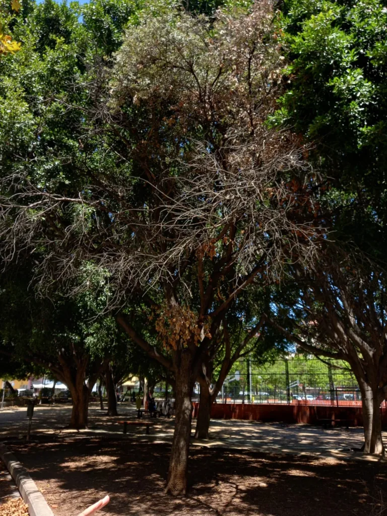 La jardinería del Barrio de San Antonio de la Zaidía fácilmente mejorable al que se une la falta de limpieza 11 WhatsApp Image 2024 07 05 at 20.47.01 11zon