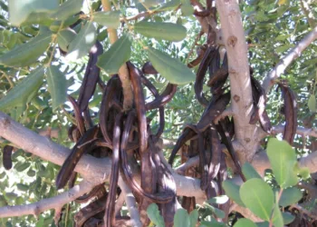 La campaña de la algarroba empieza con bajos precios y la mitad de cosecha por la sequía