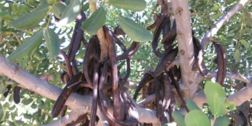 La campaña de la algarroba empieza con bajos precios y la mitad de cosecha por la sequía