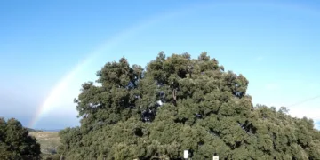 La Comunitat Valenciana es la primera autonomía con más árboles monumentales protegidos de España