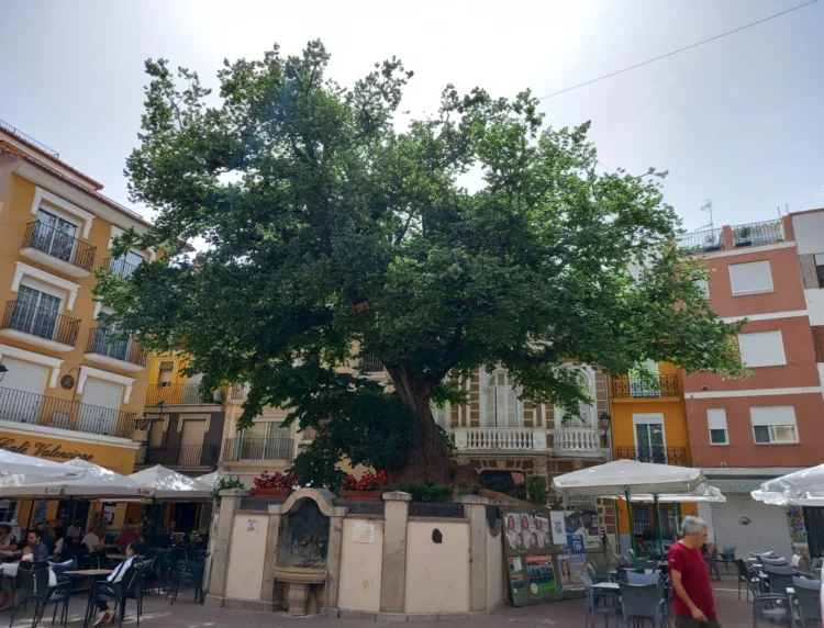 La Comunitat Valenciana es la autonomía con más árboles monumentales protegidos de España con más de 2.600 ejemplares