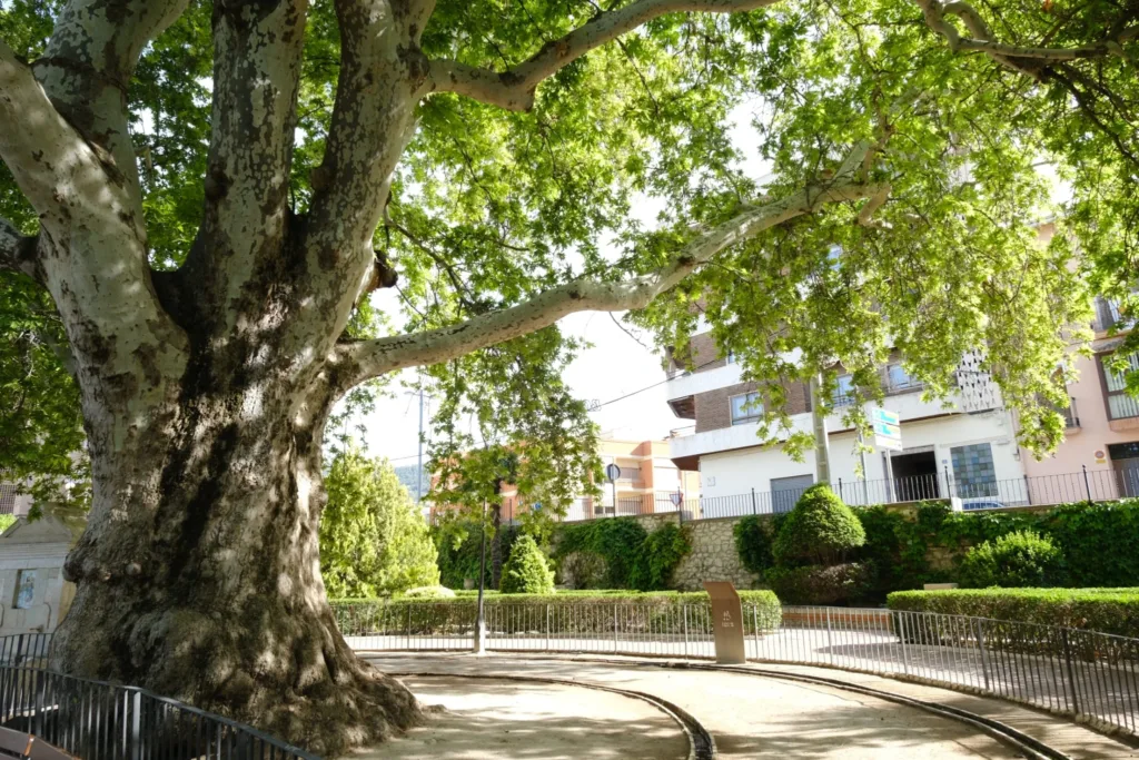 Arbol monumental 3 11zon