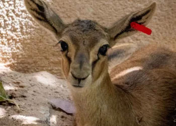 Cría de gacela thomson - Agosto 2024 - BIOPARC Valencia (3)[25218]