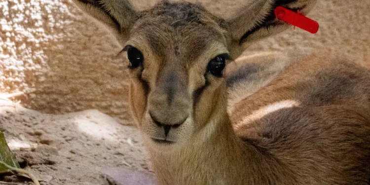 Cría de gacela thomson - Agosto 2024 - BIOPARC Valencia (3)[25218]