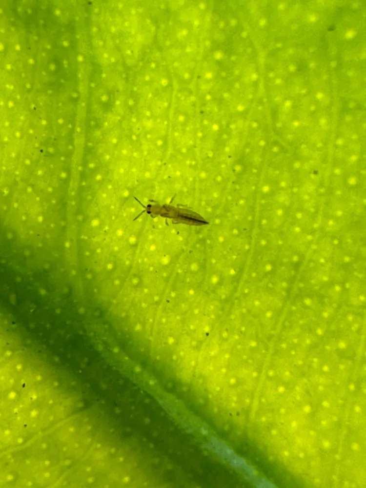 ¿El Portal agrari una herramienta de información para el sector?. Sin información del Trips de Sudáfrica