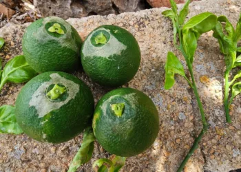 ¿El Portal agrari una herramienta de información para el sector?. Sin información del Trips de Sudáfrica 2 ¿El Portal agrari una herramienta de información para el sector?. Sin información del Trips de Sudáfrica