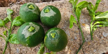 ¿El Portal agrari una herramienta de información para el sector?. Sin información del Trips de Sudáfrica