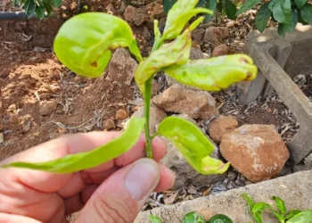 ¿El Portal agrari una herramienta de información para el sector?. Sin información del Trips de Sudáfrica