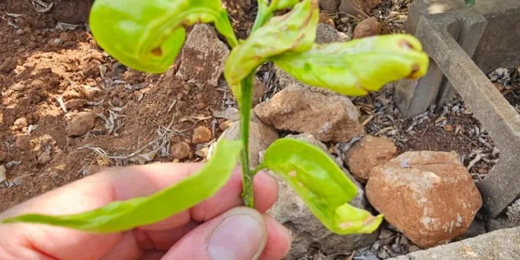 La Comisión de Peticiones admite la petición de AIAN sobre indemnizaciones por plagas debido a la falta de controles fitosanitarios y tratamiento en frío 1 ¿El Portal agrari una herramienta de información para el sector?. Sin información del Trips de Sudáfrica