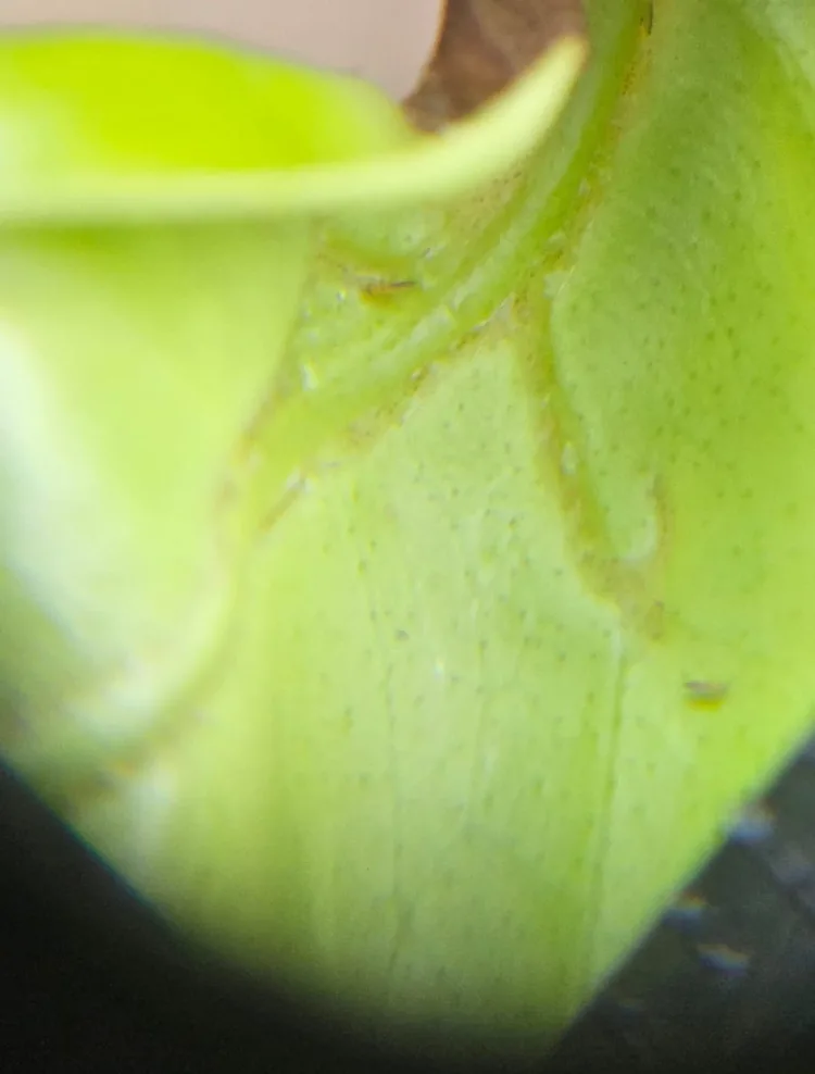 ¿El Portal agrari una herramienta de información para el sector?. Sin información del Trips de Sudáfrica