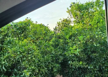 Sin fitosanitarios, sin depredadores y sin tratamiento en frio